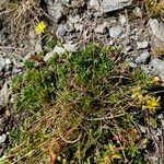 Saxifraga aizoides Alkat (teljes növény)