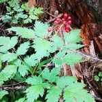 Actaea rubra Frucht