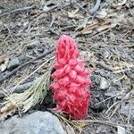 Sarcodes sanguinea 花