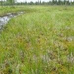 Carex aquatilis Habit