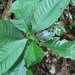 Psychotria schweinfurthii Blatt