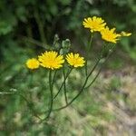 Taraxacum cucullatiforme 花