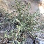 Bassia hyssopifolia 叶