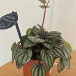 Peperomia albovittata ഇല