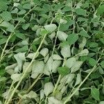 Crotalaria pallida Лист
