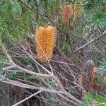 Banksia ericifolia പുഷ്പം