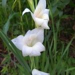 Gladiolus × hybridus Flower