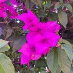 Bougainvillea glabraFlors