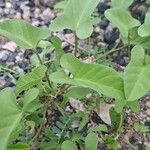 Ipomoea bifloraLeaf