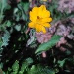 Hypecoum procumbens Habitus