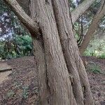 × Hesperotropsis leylandii Bark