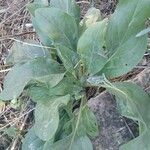 Cynoglossum virginianum Hostoa