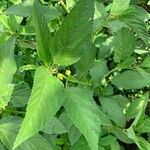 Corchorus olitorius Leaf