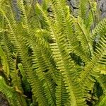 Nephrolepis abrupta Leaf