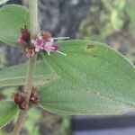 Miconia sericea List