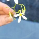 Sabatia brevifolia花