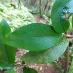 Erythroxylum laurifolium Leaf