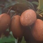 Manilkara zapota Fruit