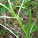Galeopsis tetrahit Corteza