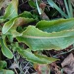 Rumex pulcher Leaf