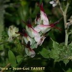 Fumaria macrosepala Цветок