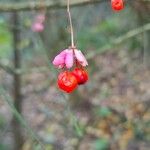 Euonymus europaeusഫലം