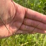Nardus stricta Цвят