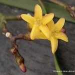 Alstonia deplanchei Flower