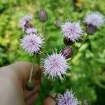 Cirsium arvenseफूल