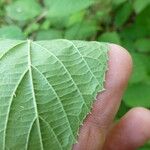 Rubus praticolor Outro