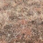 Themeda triandra Libunga