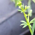 Galium spurium Çiçek