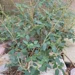 Amaranthus viridis List