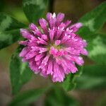 Trifolium pratense Flower