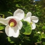 Magnolia sieboldii Fleur
