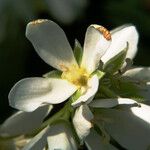 Amelanchier cusickii Blüte