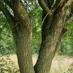 Ulmus davidiana Bark