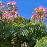 Albizia julibrissin Λουλούδι