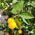 Citrus × aurantium ᱡᱚ