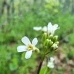 Turritis brassica Flower