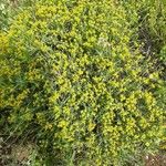 Euphorbia spinosa Fulla