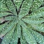 Echium asperrimum Leaf
