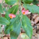 Euonymus latifoliusFruit