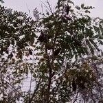 Biancaea sappan Leaf