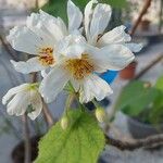 Sparrmannia africana Flower