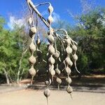 Sophora tomentosa Fruit