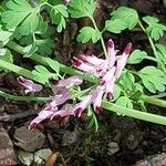 Fumaria muralis Çiçek