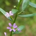 Lythrum hyssopifolia ᱵᱟᱦᱟ