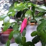 Schlumbergera bridgesii Flor