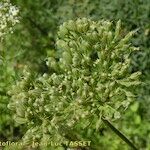 Cnidium silaifolium Fruit